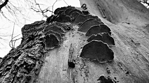 Low angle view of tree trunk