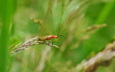 Close-up of insect on plant