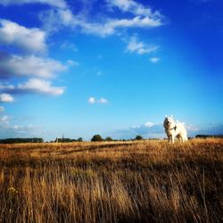 View of dog on field against sky