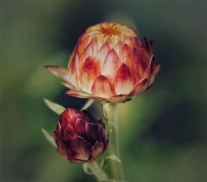 Close-up of red rose bud
