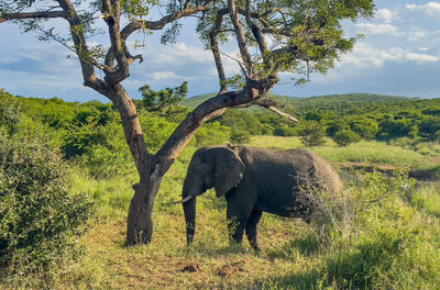 Elephants on field