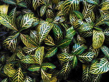 Full frame shot of fresh green plants