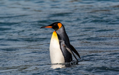 Close-up of bird in the sea