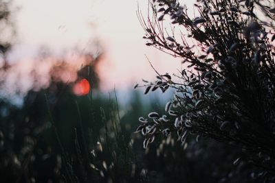 Close-up of wet plants on field against sky