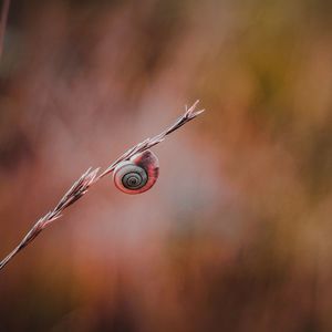 Beautiful snail on the plant in the nature in autumn season