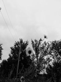 Low angle view of flowering plants on field against sky