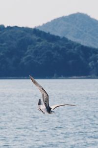 Bird flying over sea