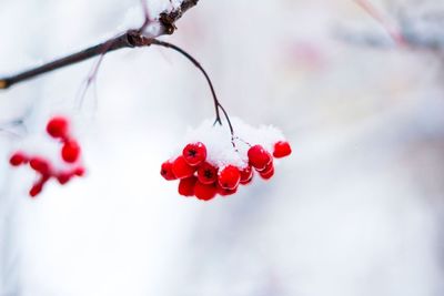 Close-up of red berries on branch during winter