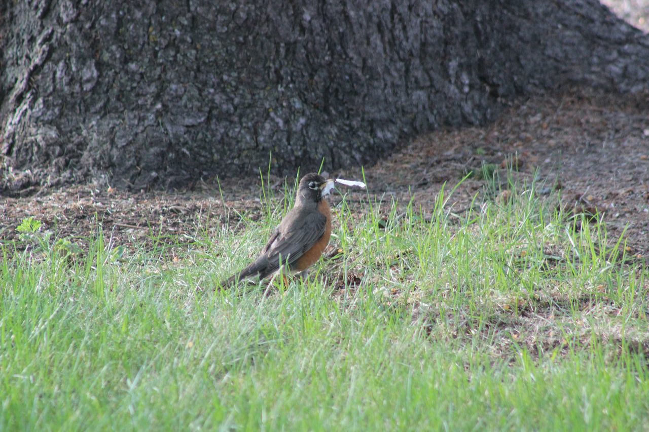 Nest building