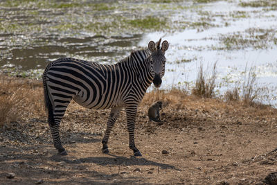 View of a zebra on field