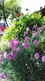 Close-up of pink flowering plants