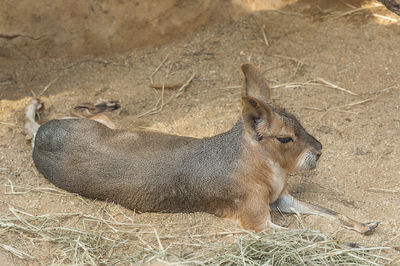 Close-up of  patagonian mara sitting on grass