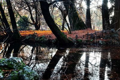 Reflection of bare trees in water