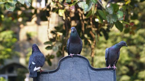 Close-up of pigeons perching