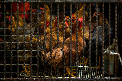 Close-up of roosters in cage