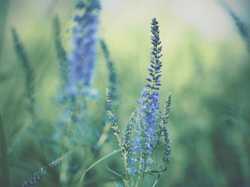 Close-up of plant