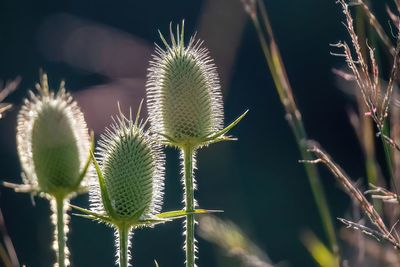 Close-up of succulent plant on field