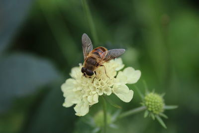 Pollinating