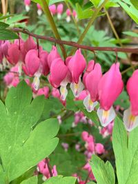 Close-up of pink flowering plants