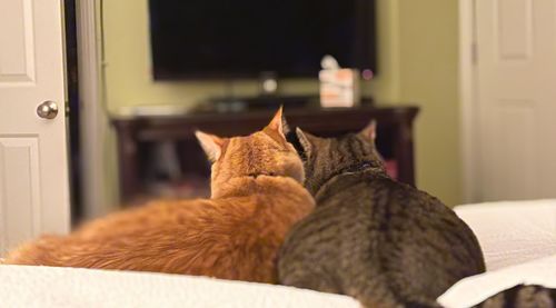 Cat resting on bed at home