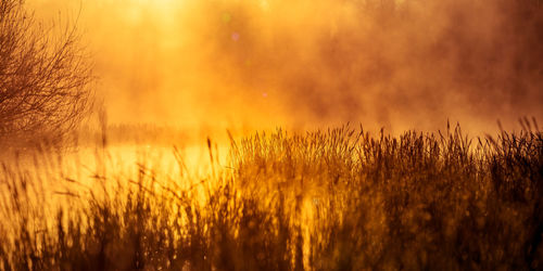 A beautiful spring sunrise mist over the flooded wetlands. warm spring scenery of swamp with grass.