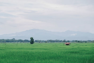 Scenic view of wheat field against sky