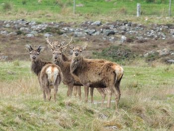 Lion standing in a field