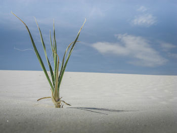 Close-up of cactus plant on sand against sky