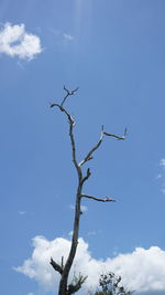 Low angle view of dead tree against blue sky