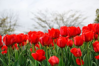 Close-up of red poppies blooming on field against sky