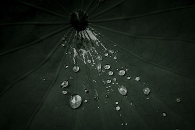 Close-up of water drops on leaves