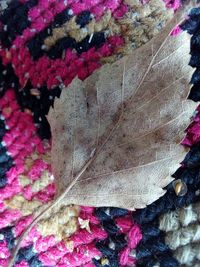 High angle view of dry maple leaves