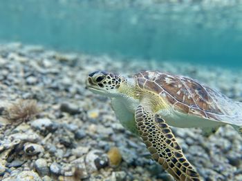 Close-up of turtle in sea