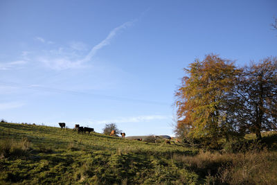 Trees on field against sky