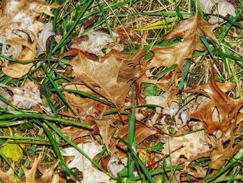 Close-up of fresh plants