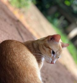 Close-up of cat looking away