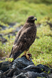 Galapagos hawk with bloody talons on rock