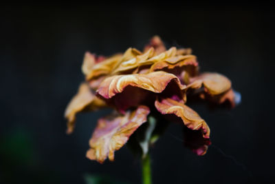 Close-up of flowers against blurred background