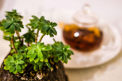 High angle view of plant in glass on table