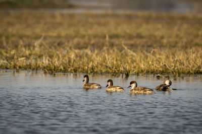 Ducks swimming in lake