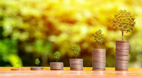 Stack of coins on plant