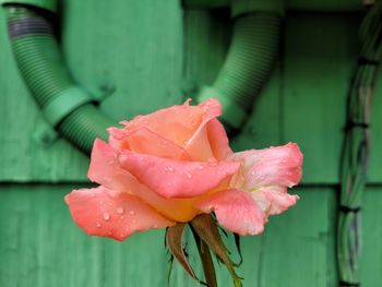 Close-up of wet pink flower