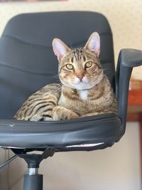 Portrait of cat sitting on chair