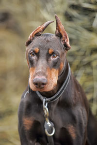 Close-up of a dog looking away