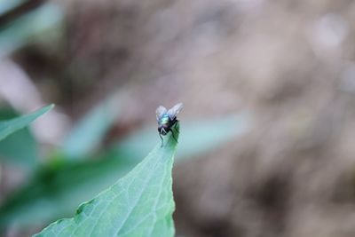 Close-up of insect on leaf