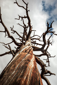 Low angle view of bare tree against sky