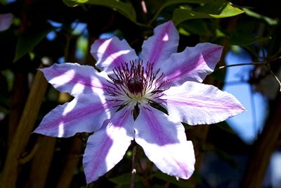 Close-up of passion flower blooming outdoors