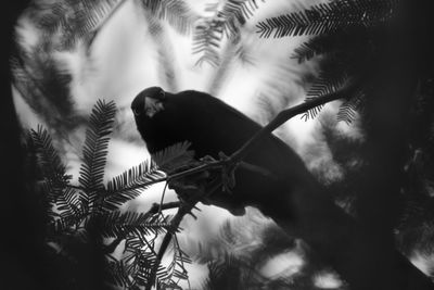 Low angle view of bird perching on palm tree