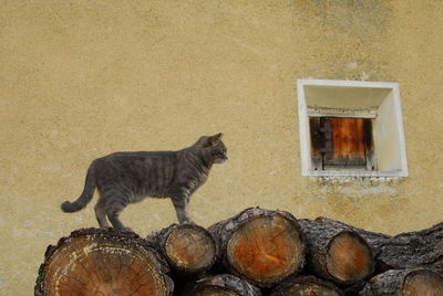 Cat sitting on wooden logs