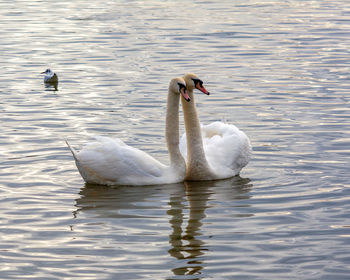 Swans swimming in lake